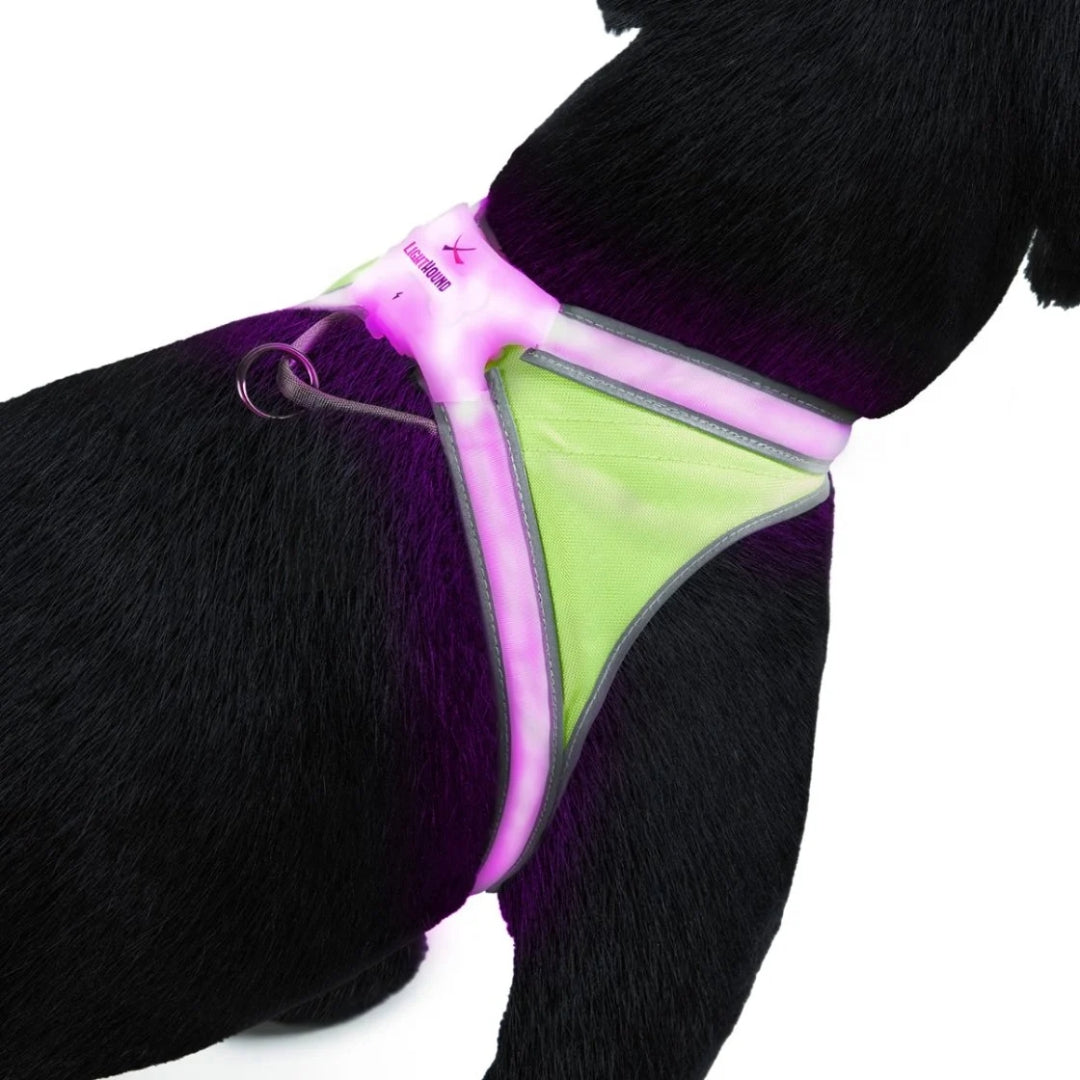 Noxgear LightHound hondentuig van bovenaf gezien