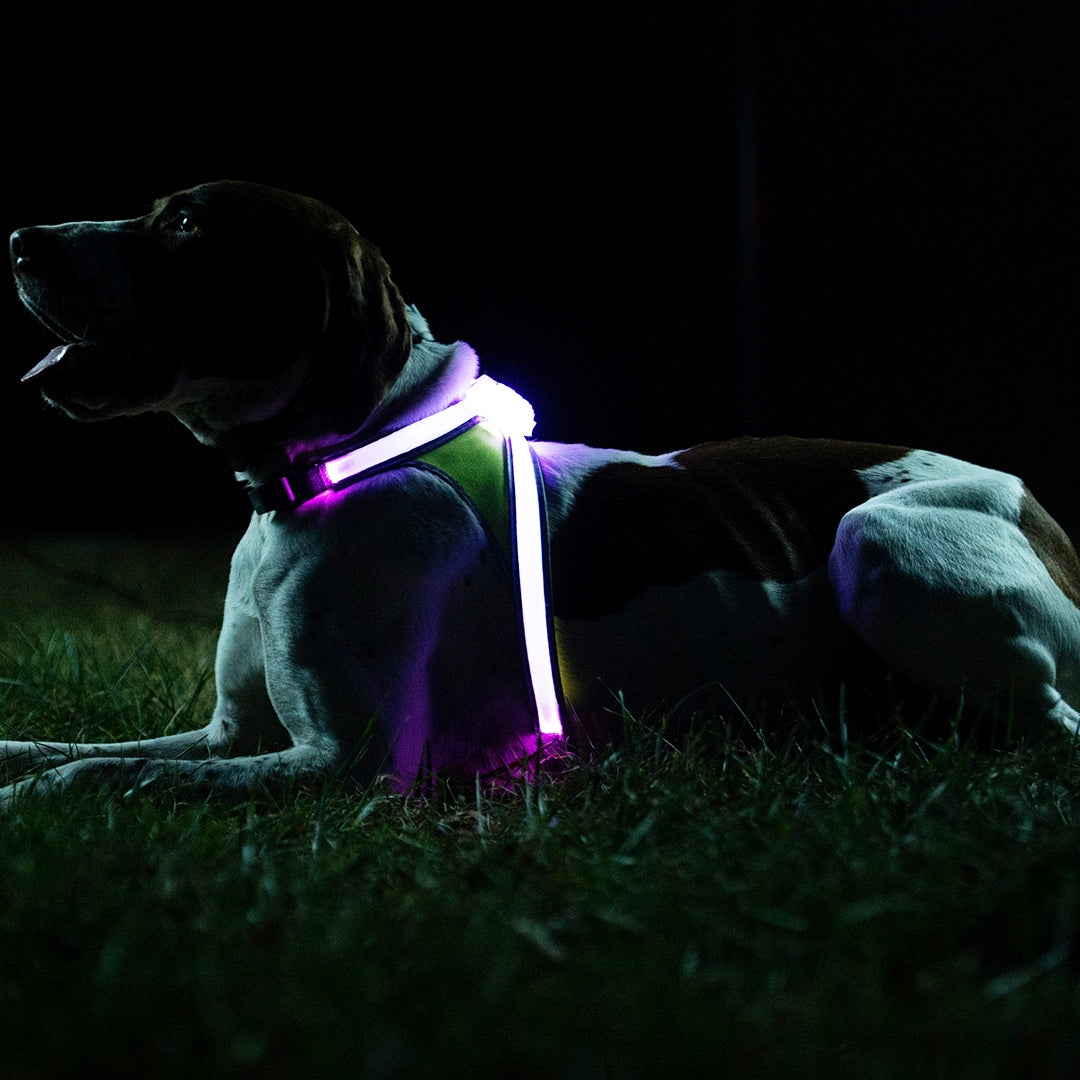Noxgear LightHound