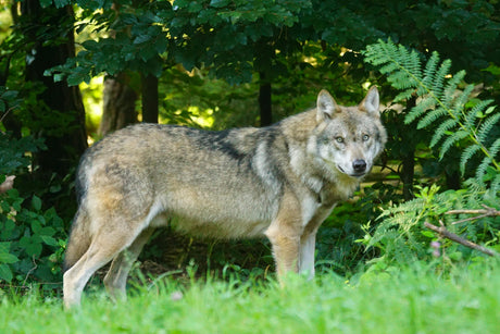 Wolf die in het bos staat te kijken